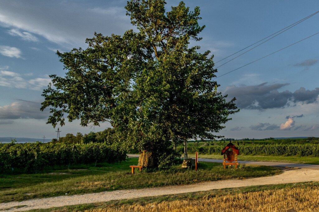 Rácfa – történelem és emlékezet a szőlők között